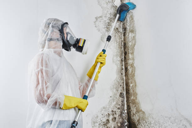 Best Office Mold Removal Services  in Shawsville, VA