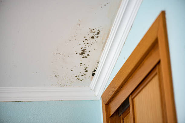 Trusted Shawsville, VA Mold Removal Experts