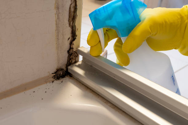 Best Certified Mold Removal  in Shawsville, VA