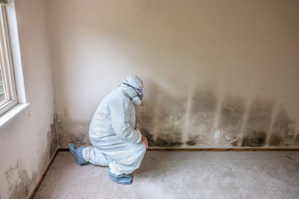 Best Commercial Mold Removal  in Shawsville, VA