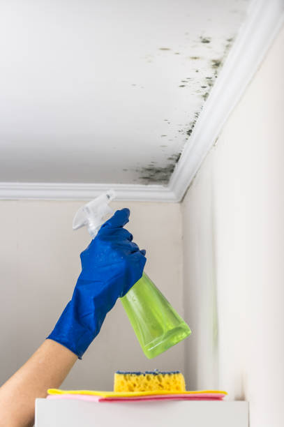 Best Residential Mold Removal  in Shawsville, VA
